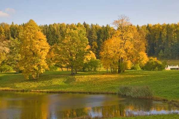 Árvores verdes e douradas — Fotografia de Stock