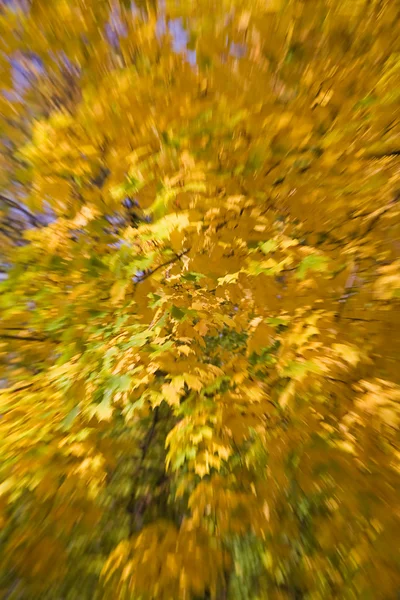 Golden maple with zoom effect — Stock Photo, Image