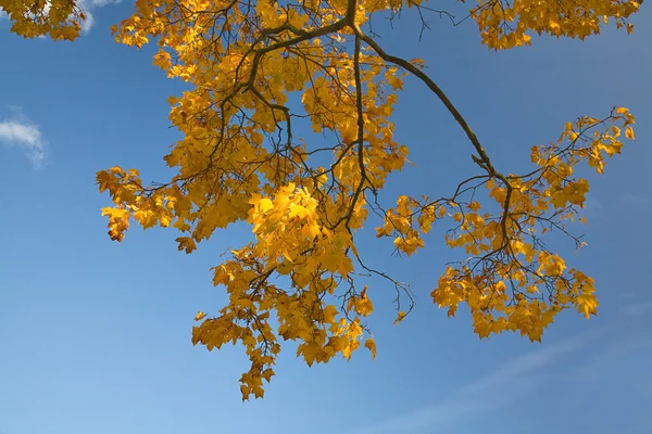 Cabang maple emas — Stok Foto