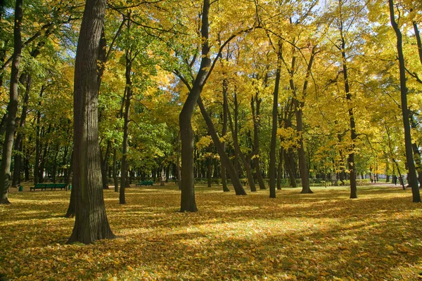 공원에 황금 빛 — 스톡 사진