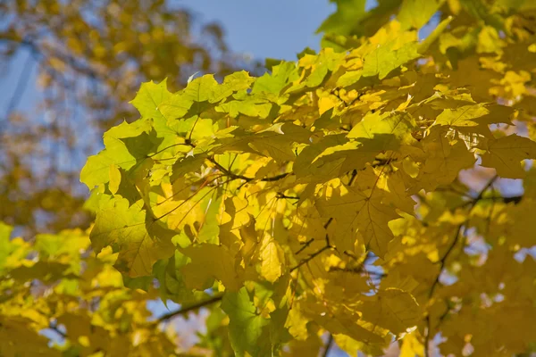 Green and gold maple branches — Stock Photo, Image