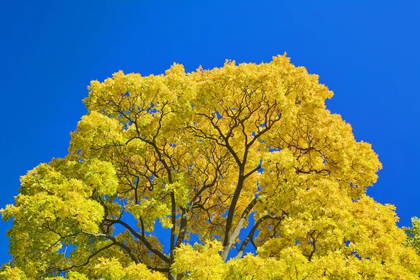 Golden maple branches — Stock Photo, Image