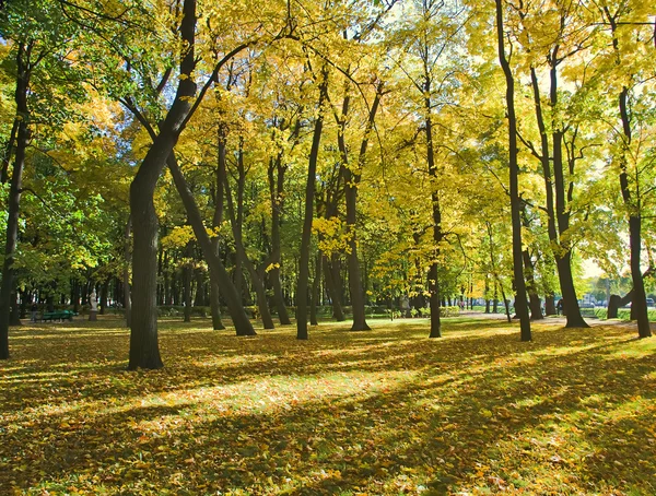 Herbstpark mit Ahornen — Stockfoto