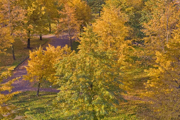 Altın ve yeşil ağaçlar sonbahar — Stok fotoğraf