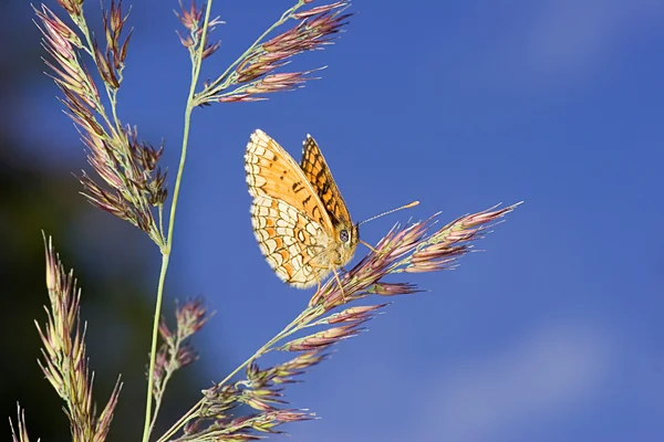 Turuncu kelebek ve mavi gökyüzü — Stok fotoğraf