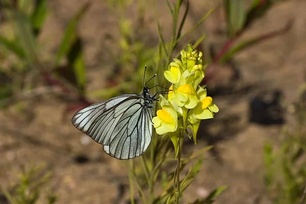 Sarı boyalı Bayan kelebek — Stok fotoğraf