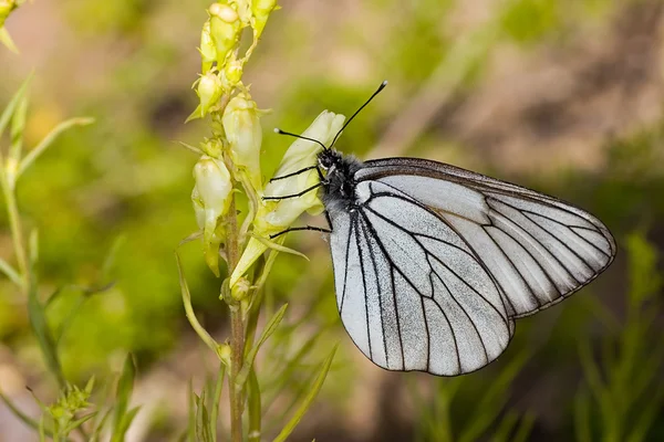 Mariposa dama pintada en flor ligera — Foto de Stock