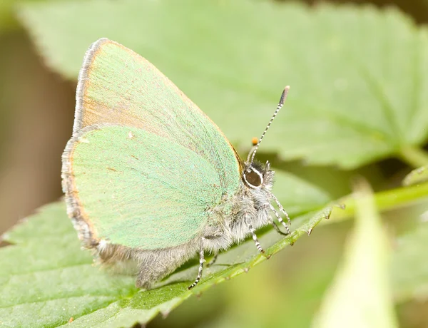 Small green copper-butterfly — Stock Photo, Image