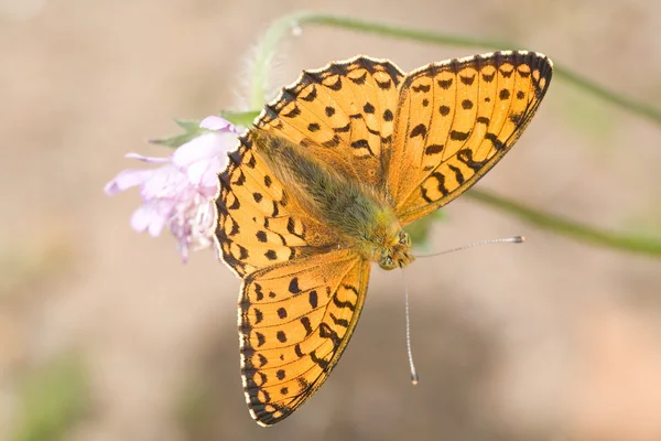 Küçük turuncu kelebek Pembe çiçek — Stok fotoğraf