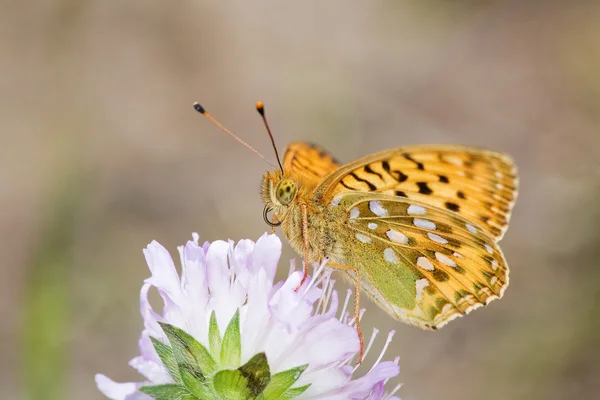 Small orange butterfly and pink flower — Stock Photo, Image
