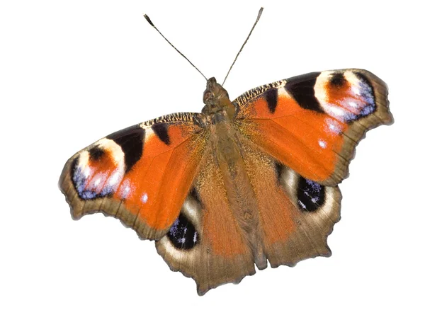 Імператорська метелик на білому — стокове фото
