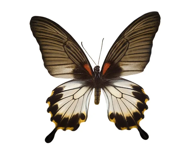 Τροπικά μαύρο και άσπρο πεταλούδα — Φωτογραφία Αρχείου