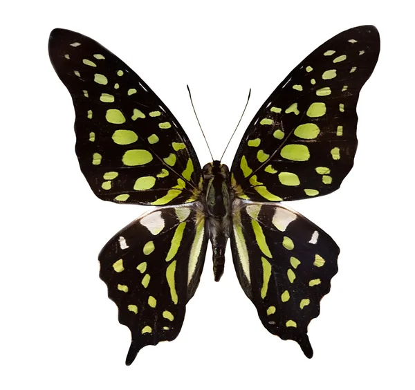 Tropické černý a zelený motýlek — Stock fotografie