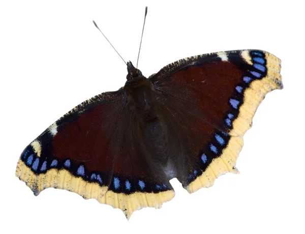 Σκούρο κόκκινο με μπλε πεταλούδα — Φωτογραφία Αρχείου