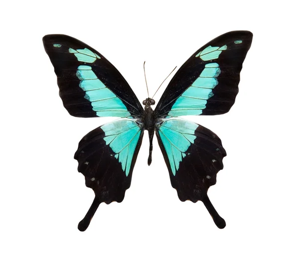 Tropisk blå och svart fjäril — Stockfoto