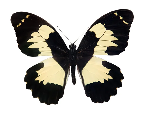 Тропическая чёрная и светло-жёлтая бабочка — стоковое фото