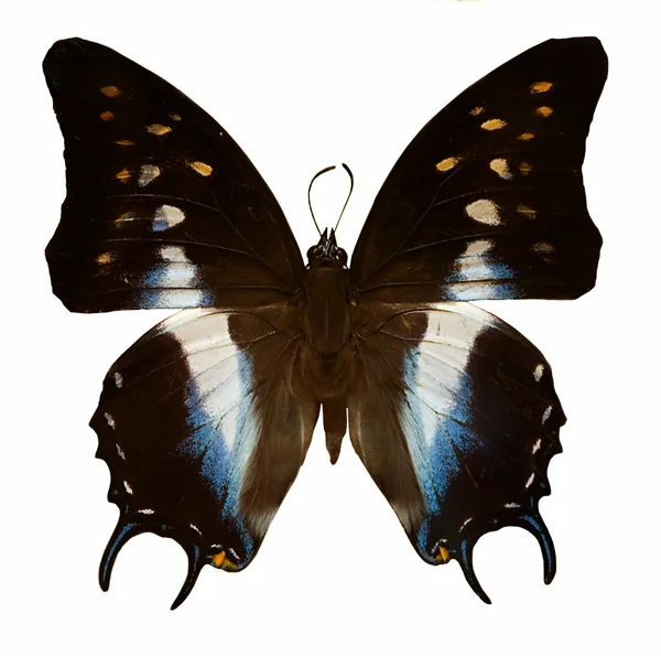 Bílá, modrá a černá motýl — Stock fotografie