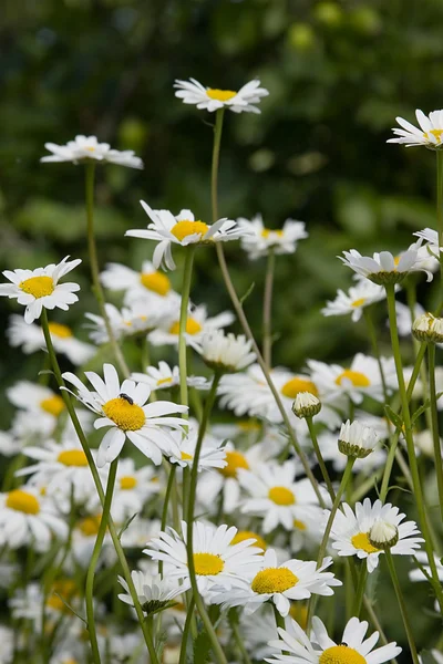 Field of white chamomiles — Stock Photo, Image