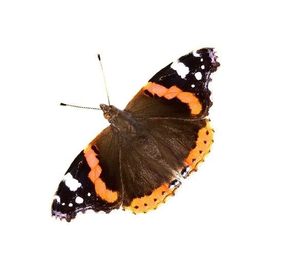 Изолированная чёрная и оранжевая бабочка — стоковое фото