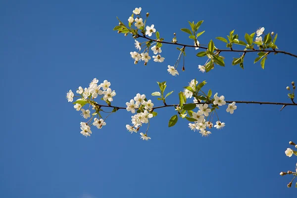 Two cherry tree branches — Stock Photo, Image