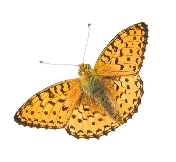 Papillon orange isolé — Photo
