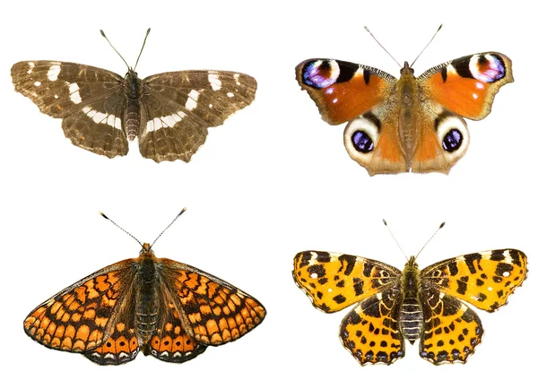 四个美丽的蝴蝶照片 — 图库照片