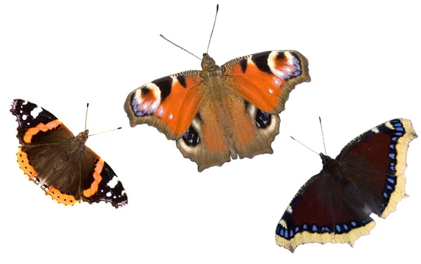 Tre farfalle scure — Foto Stock