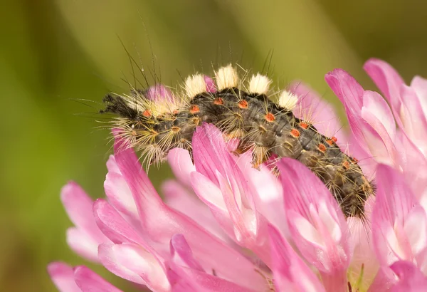 Caterpillar on pink flower — Stock Photo, Image