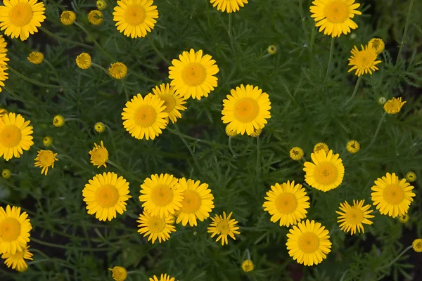 Yellow flowers texture — Stock Photo, Image