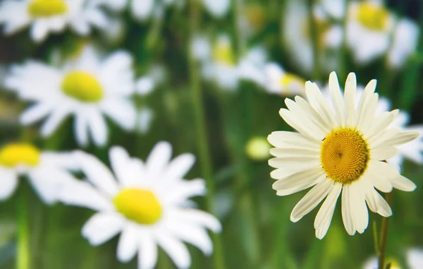 単一カモミールの花 — ストック写真