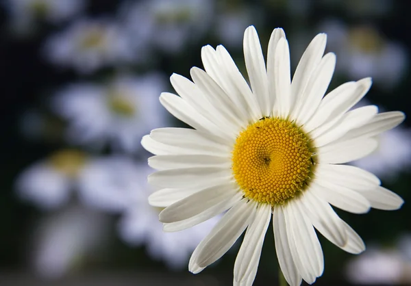 Single camomile flower — Stock Photo, Image
