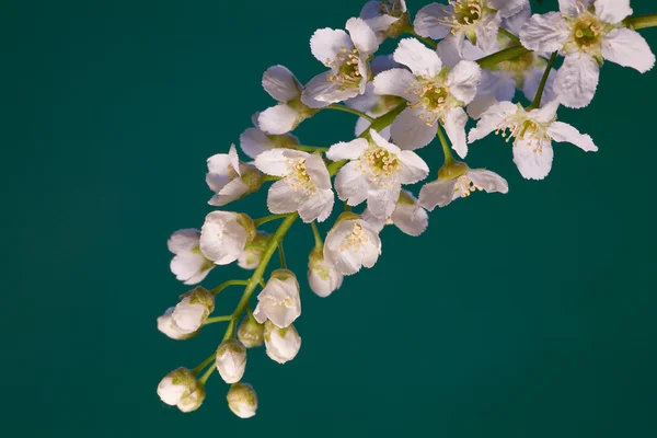 Białe kwiaty na Błękitny — Zdjęcie stockowe