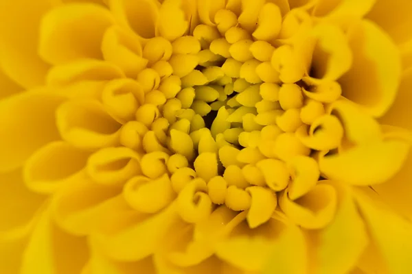 Crisântemo amarelo único — Fotografia de Stock