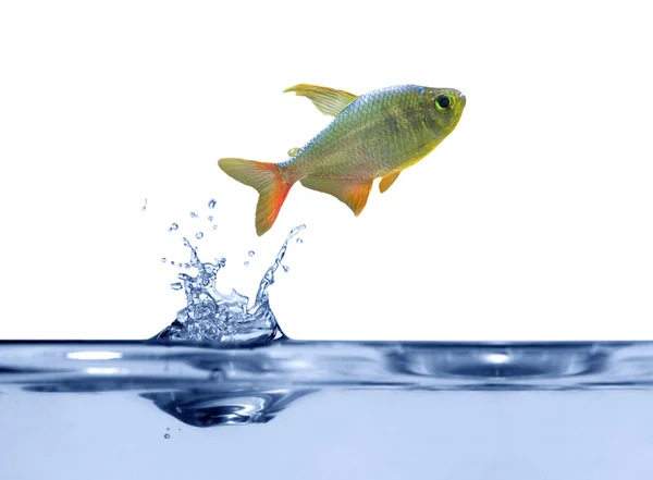 Маленькая рыбка над голубой водой — стоковое фото