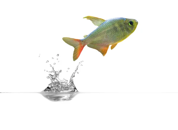 Маленькая рыбка над прозрачной водой — стоковое фото