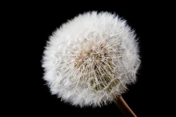 White dandelion isolated on black — Stock Photo, Image