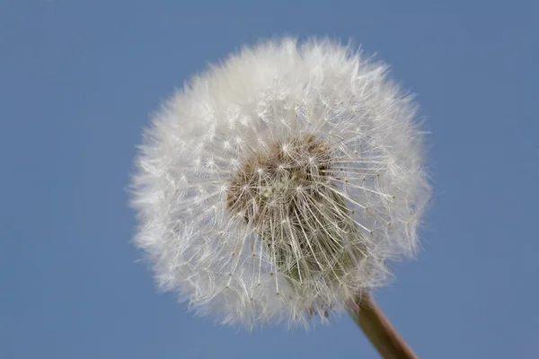 White dandelion isolated on blue — Stock Photo, Image