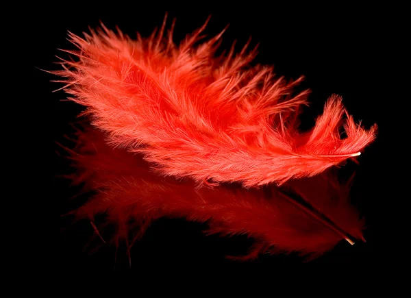 Red feather with reflection — Stock Photo, Image