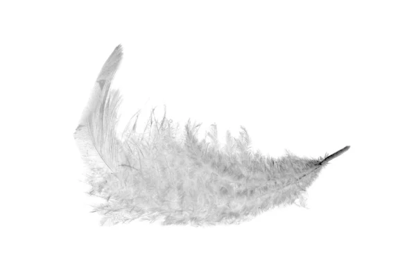 Fluffy white feather — Stock Photo, Image