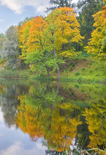 Отражение жёлтых и зелёных деревьев — стоковое фото