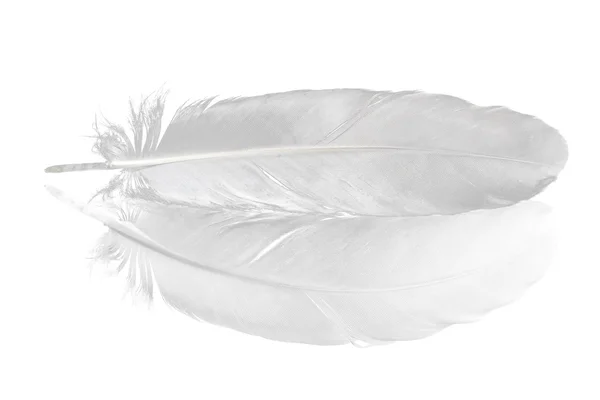 Pigeon feather on white — Stock Photo, Image