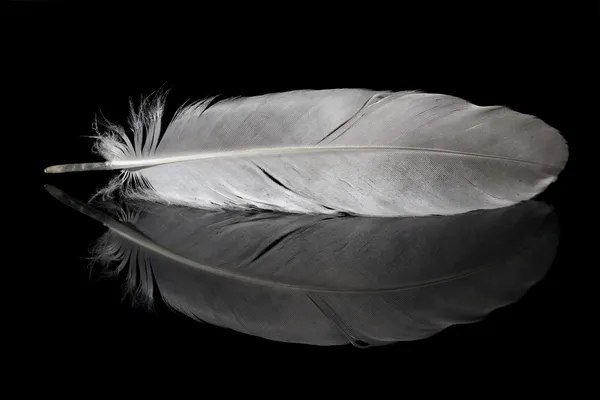 Güvercin tüyü ve onun yansıması — Stok fotoğraf