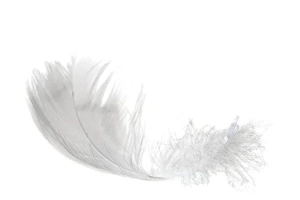 Light feather on white — Stock Photo, Image