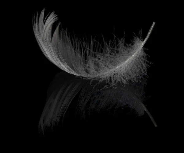 光スワンの羽根と反射 — ストック写真