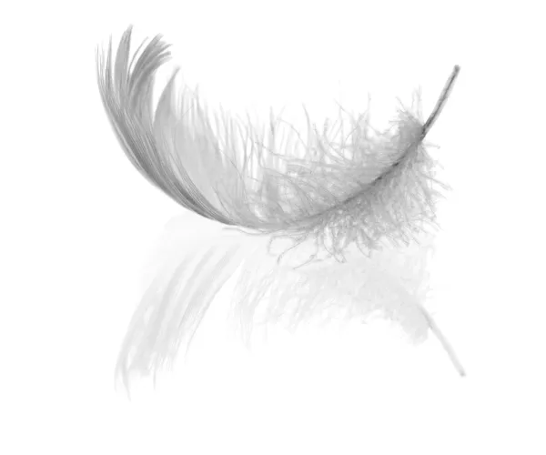 Curl of light swan feather — Stock Photo, Image