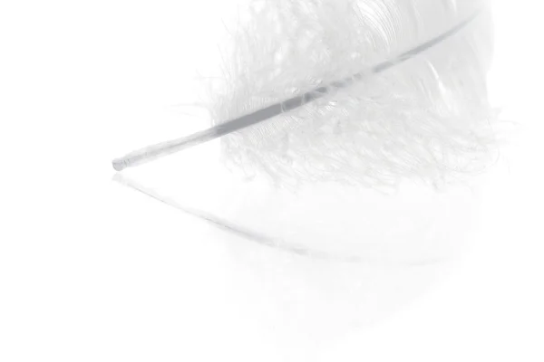 Белое перо крупным планом — стоковое фото