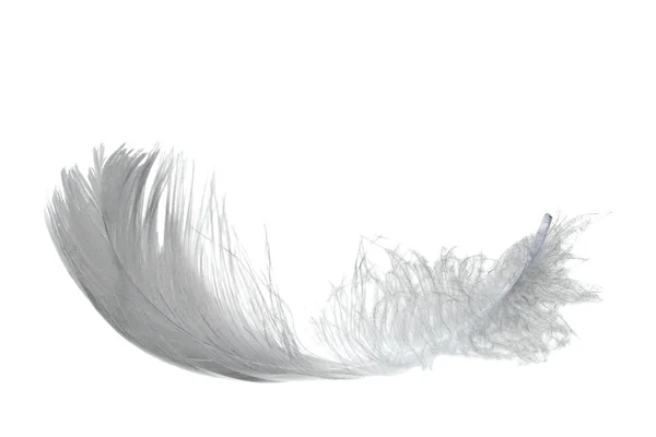 Light swan feather — Stock Photo, Image