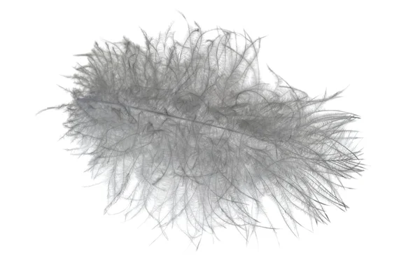 Very fluffy feather — Stock Photo, Image