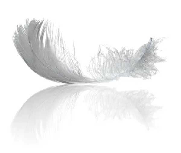 軽い羽毛の反射 — ストック写真