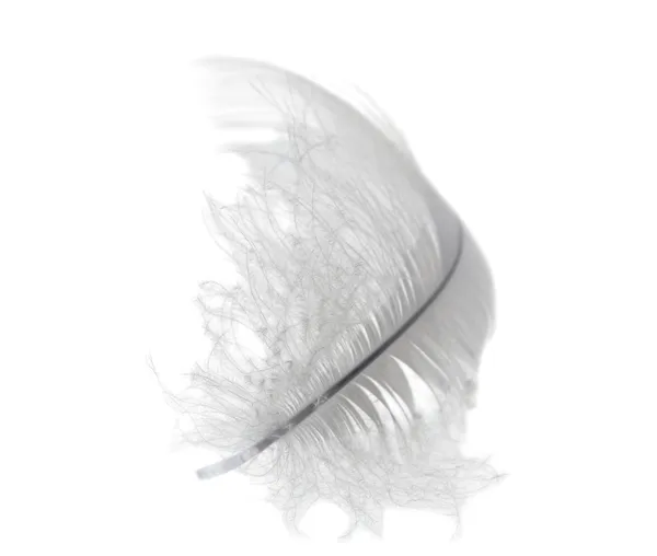 Белое лебединое перо — стоковое фото